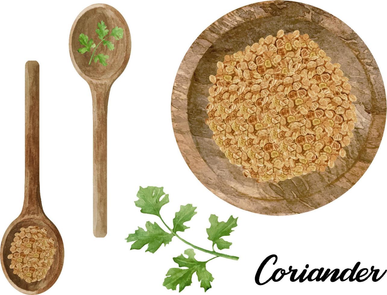 Watercolor fresh and dry coriander in wooden bowl and spoon. Kitchen cilantro spices and herbs set. vector