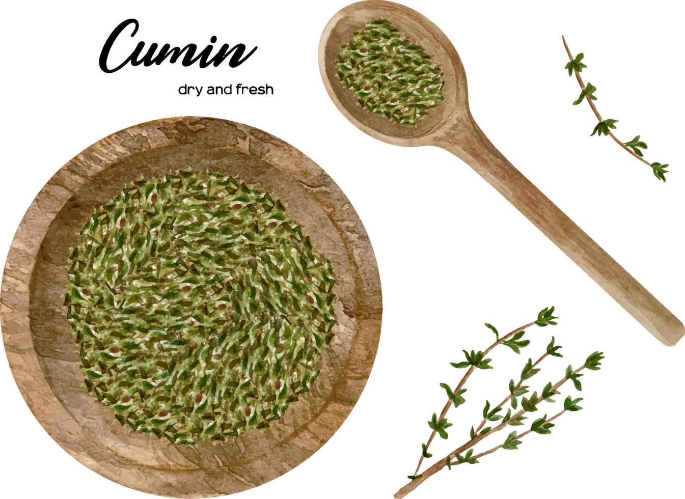 Watercolor fresh and dry cumin in wooden bowl and spoon. Kitchen spices and herbs set. vector