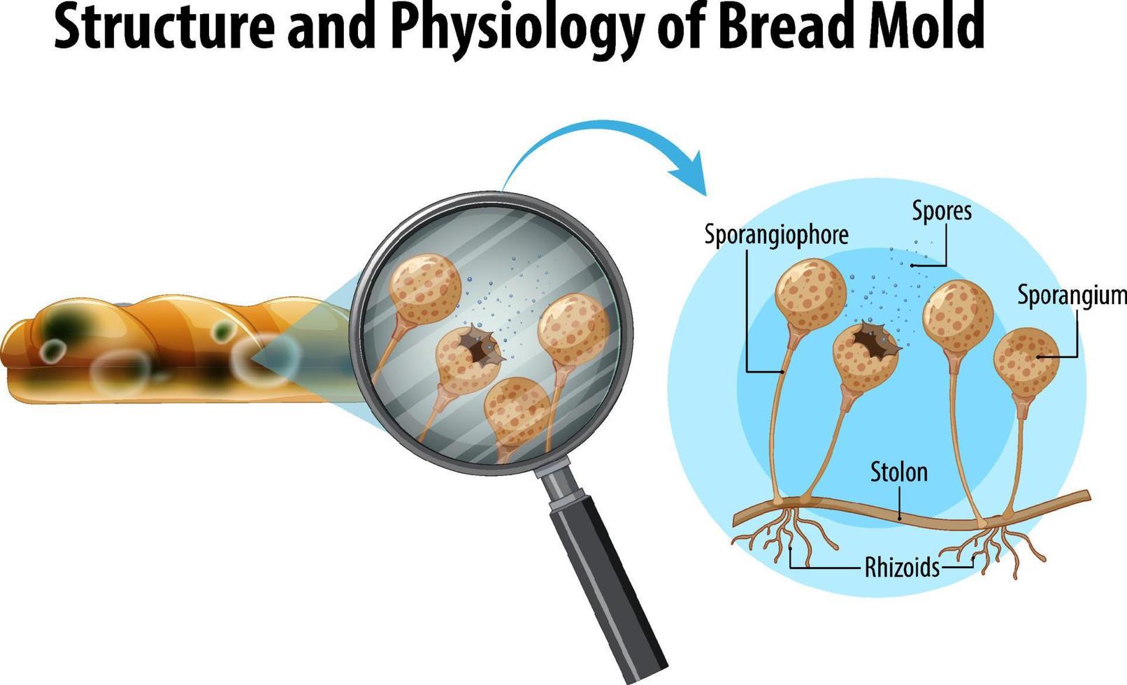 Structure and Physiology of Bread Mold vector