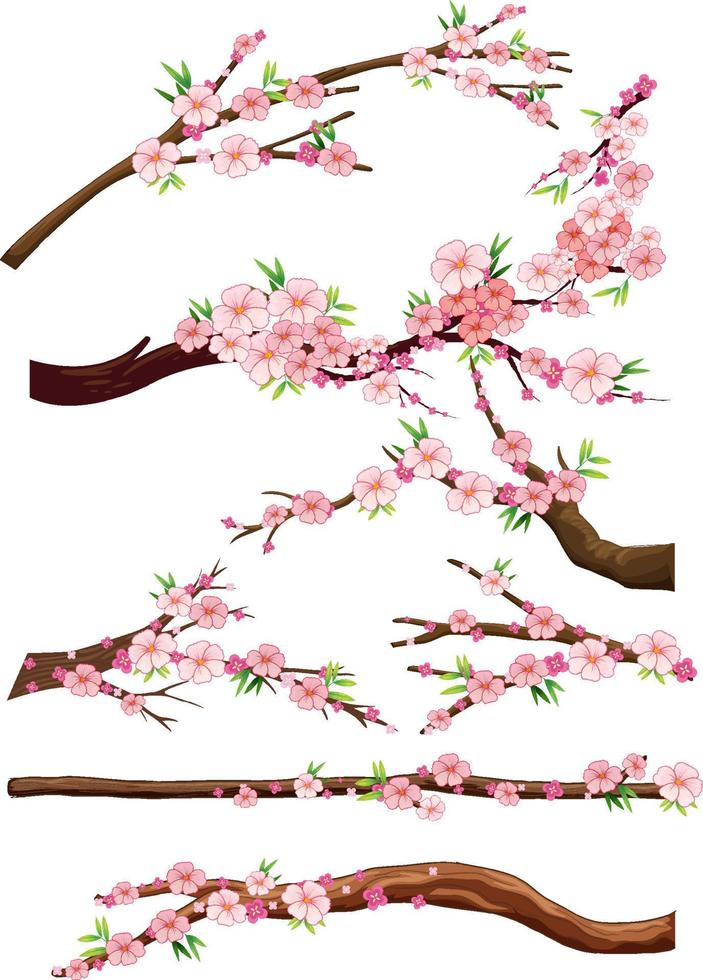 Cherry blossom branch isolated vector