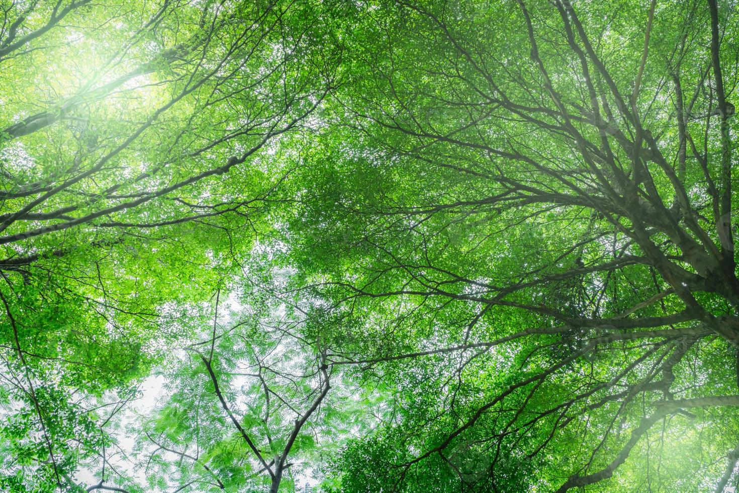 Bottom view of tree with green leaves in tropical forest with sun light. Fresh environment in park. Green tree give oxygen in summer garden. Environmental conservation. Ecology concept. Save the earth photo