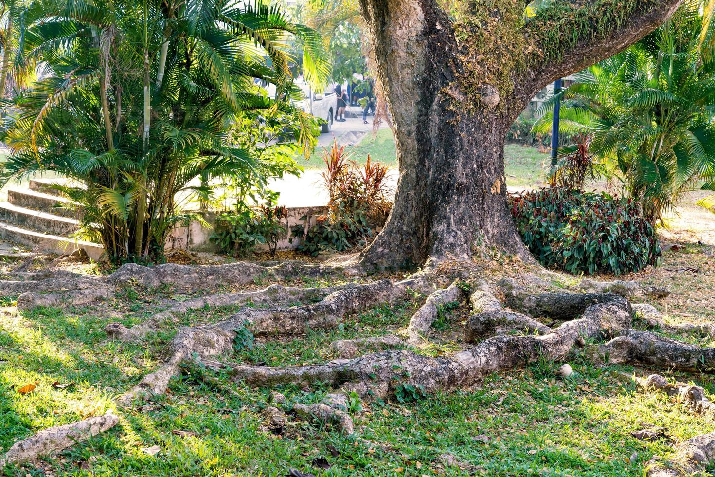 Tree trunk and big root with sunlight morning photo