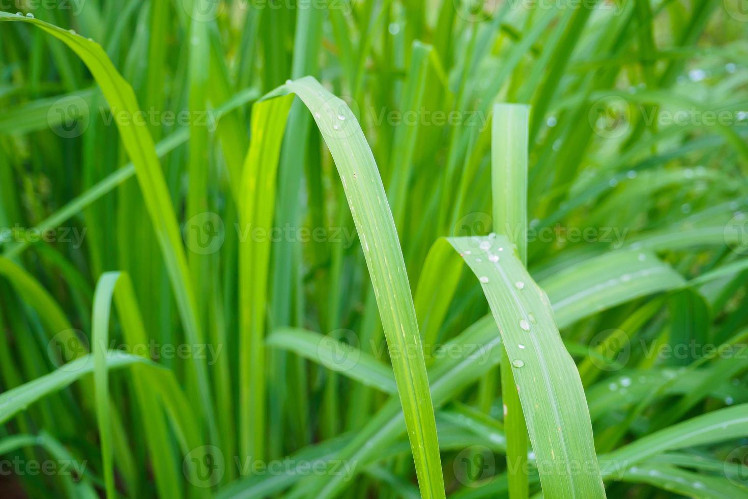 Lemon grass plant green leaf background photo