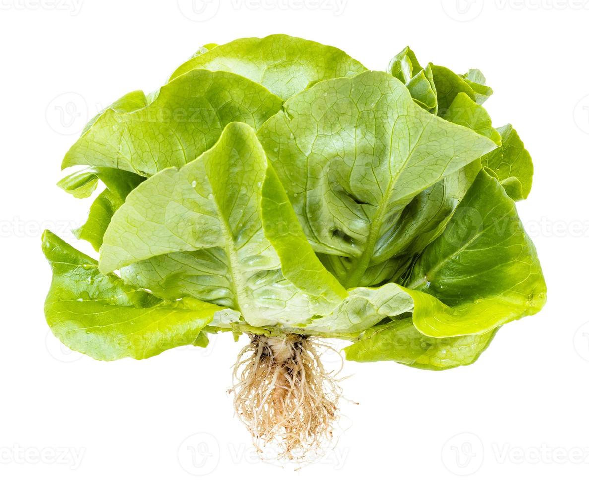 natural fresh green butterhead lettuce isolated photo