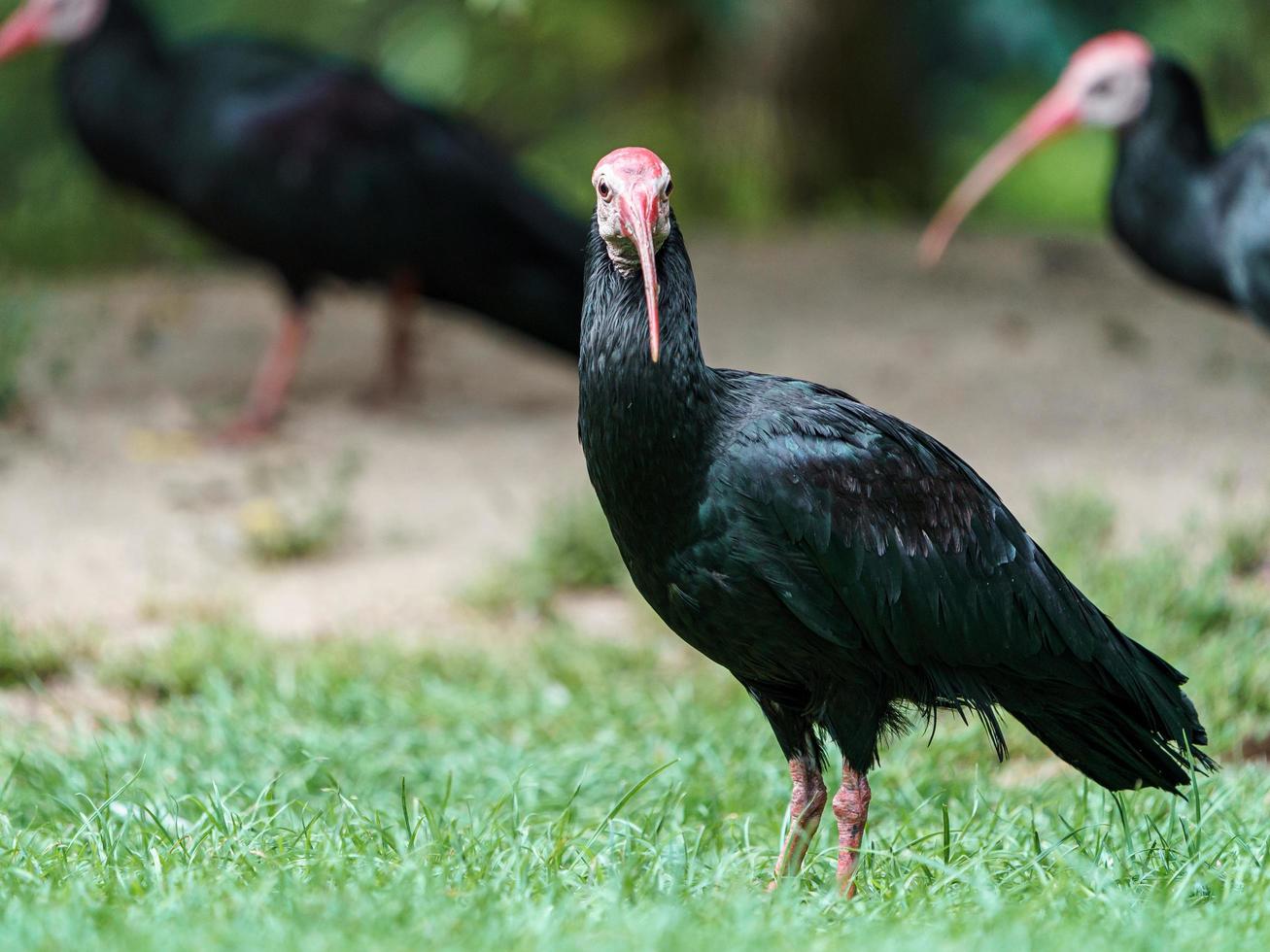 Portrait of Bald Ibis photo