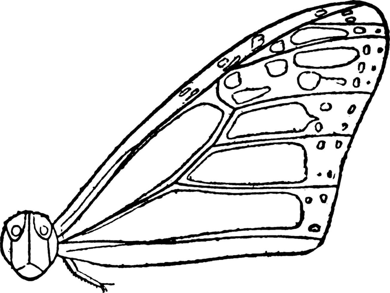 monarca mariposa mesotórax, Clásico ilustración. vector