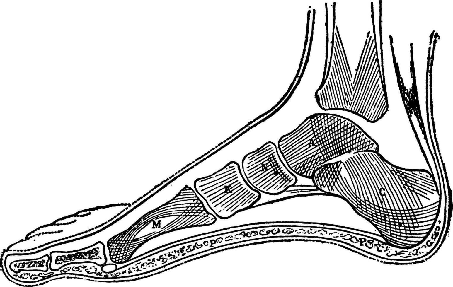 Side View of Bones in Foot, vintage illustration. vector