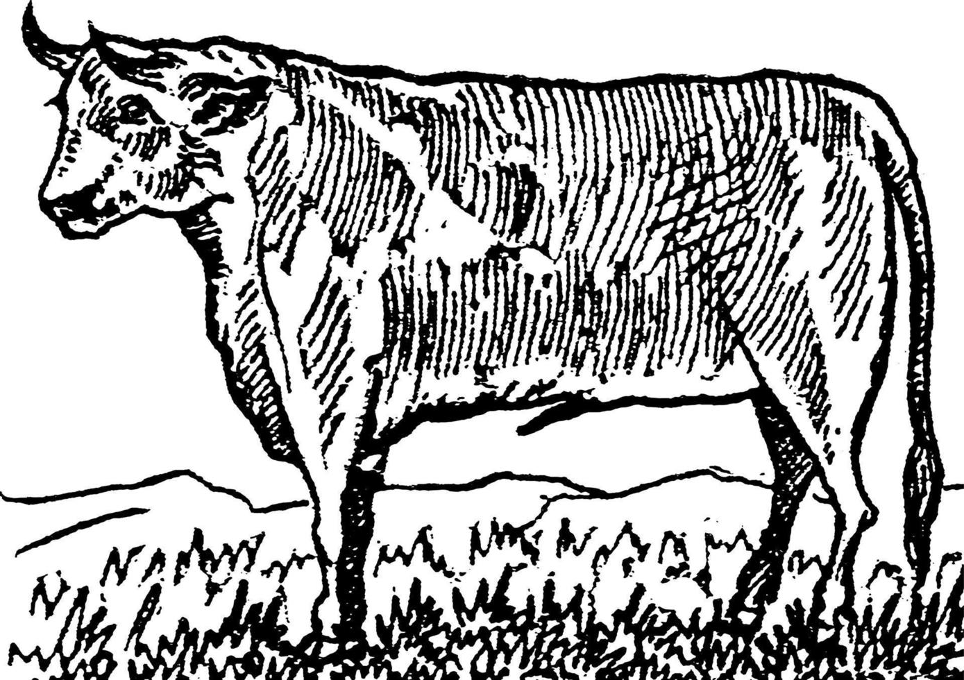 buey toro castrado, Clásico ilustración vector