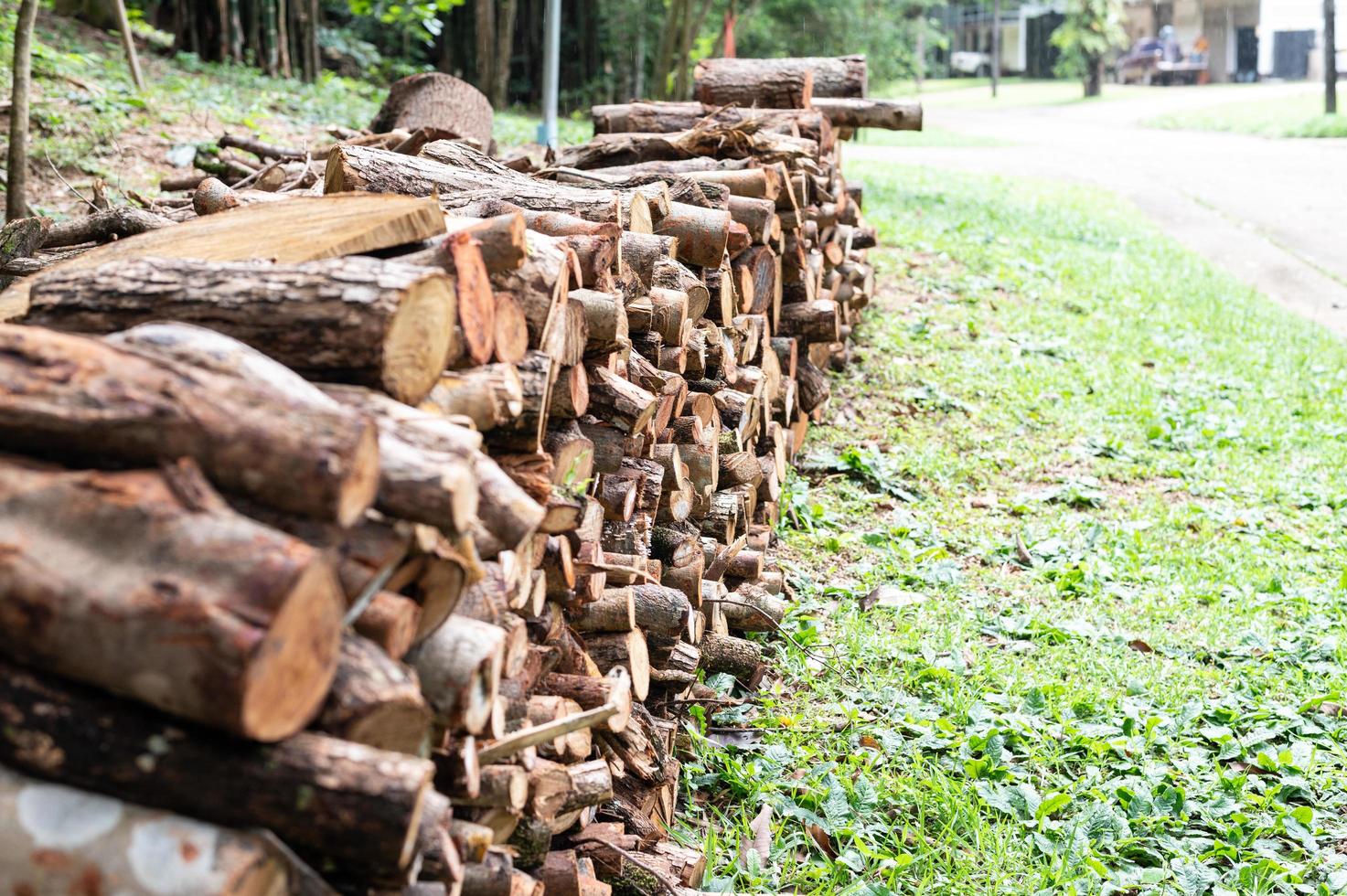 Logging, thick logs lie in the forest against the backdrop of a sunset, copy space, timber photo