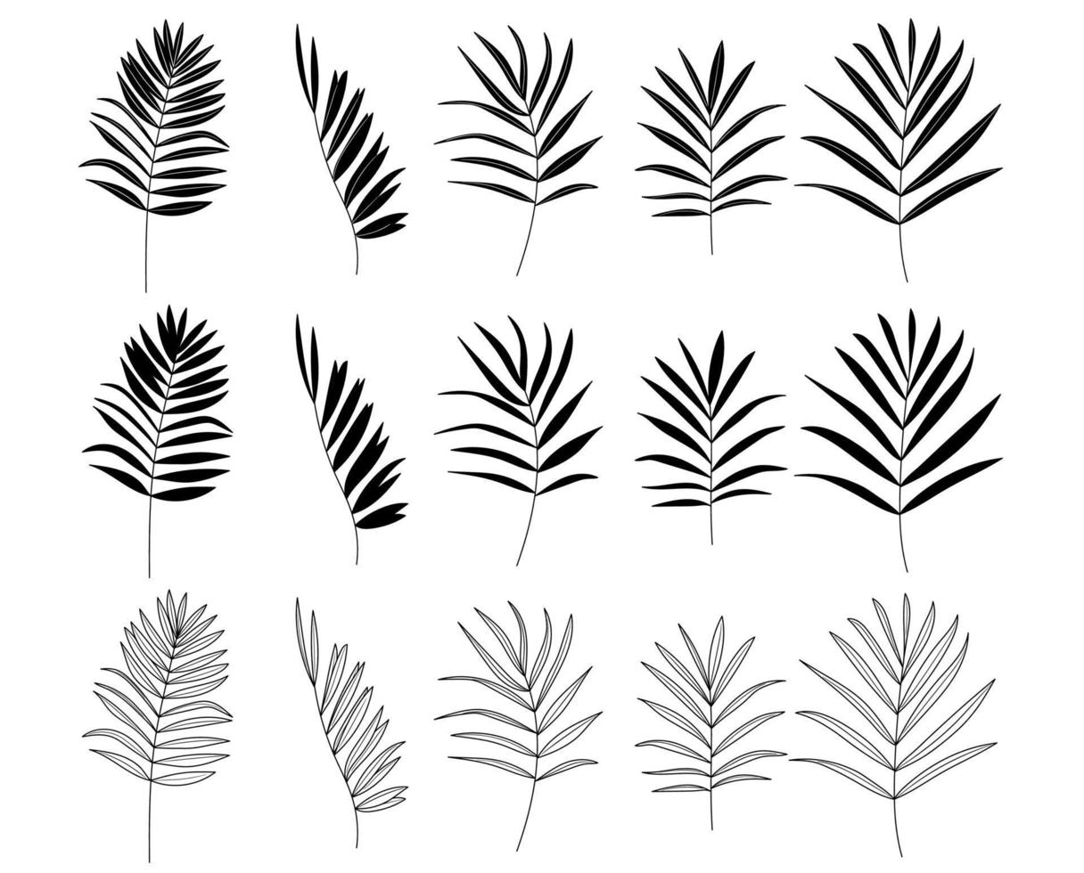 date palm. Tropical leaves silhouette. vector