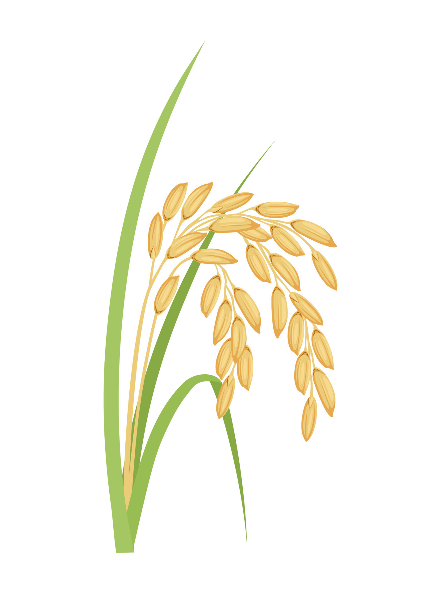 Vector illustration, Paddy with green leaves, isolated on a white