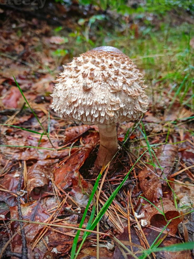 Closeup of a mushroom in autumn on the forest floor photo
