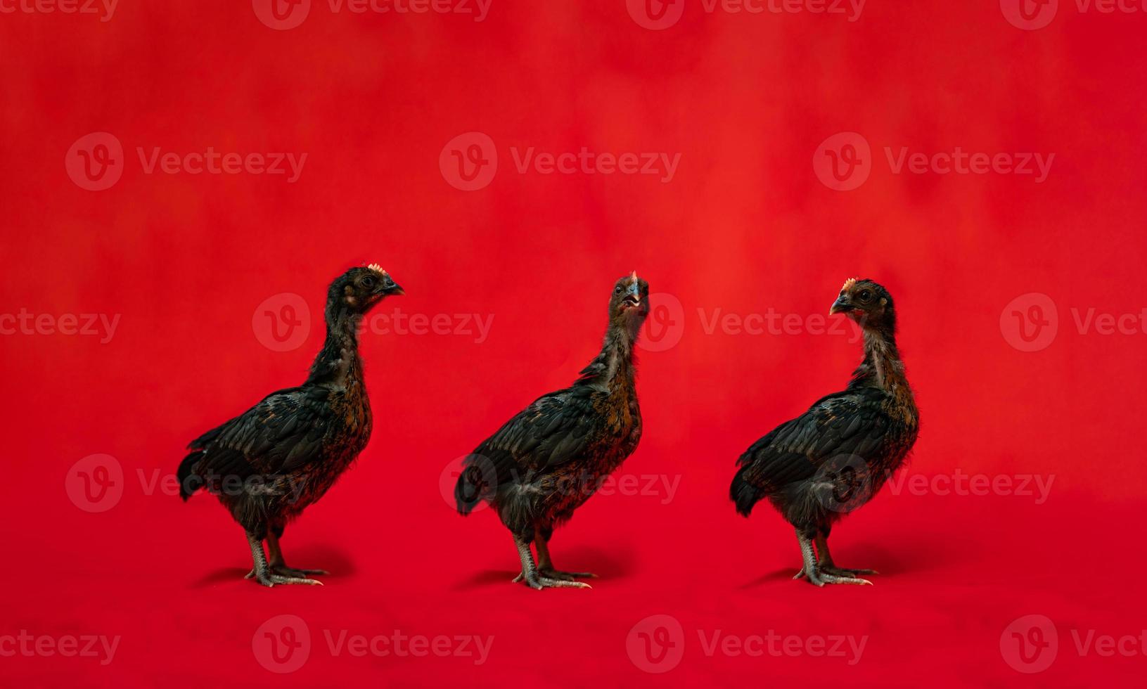 Three Black Chicken stands on the row in front of red cloth background. photo