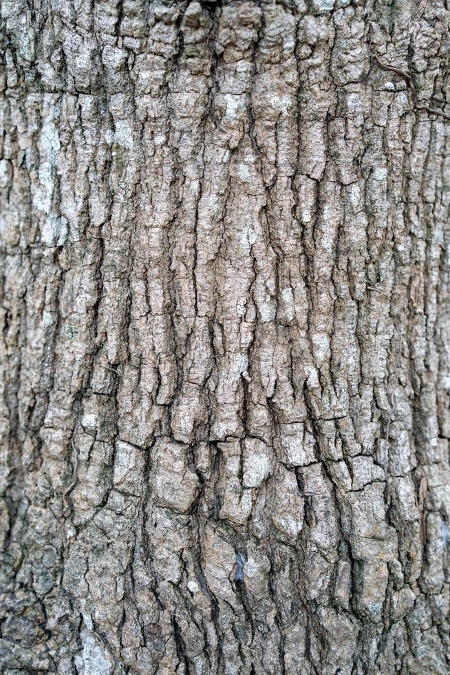 close up to the Bark of the tree photo