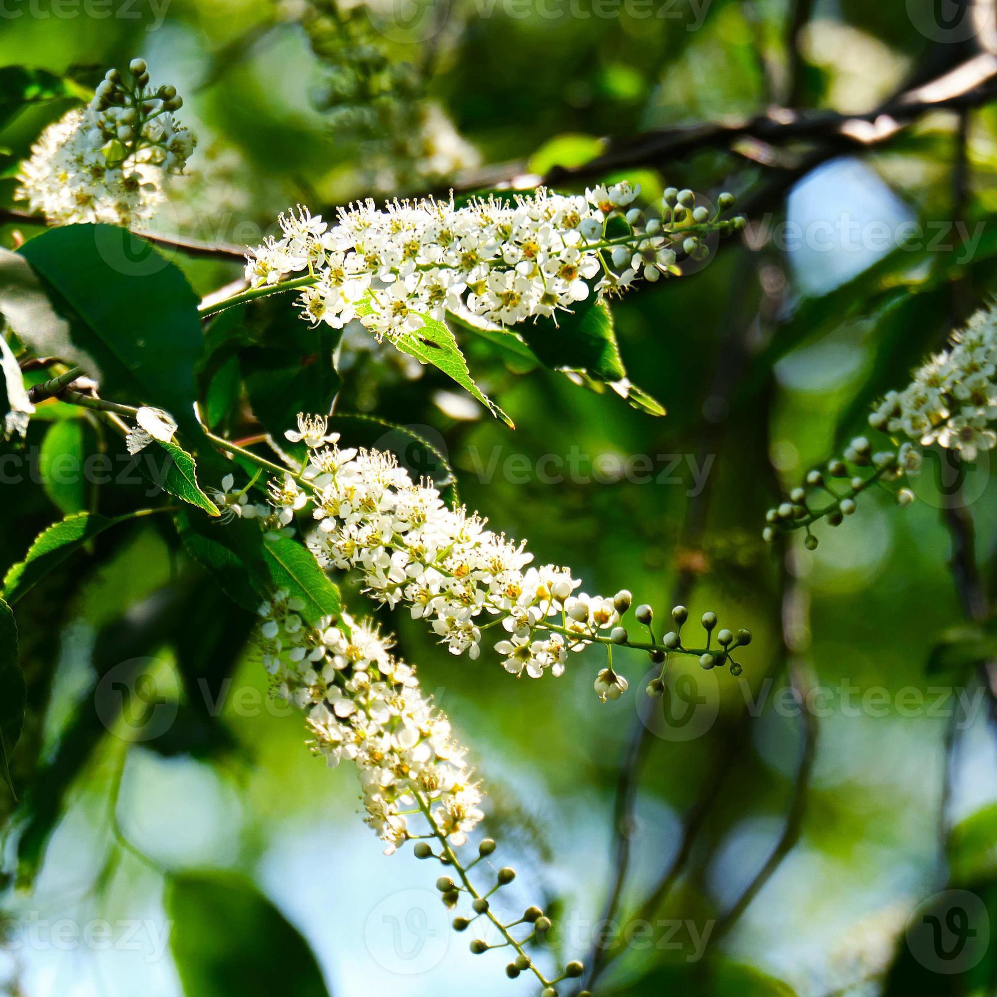 Black Cherry Tree Flowers In Ohio 19866154 Stock Photo At Vecteezy black-cherry-tree-flowers-in-ohio-19866154-stock-photo-at-vecteezy