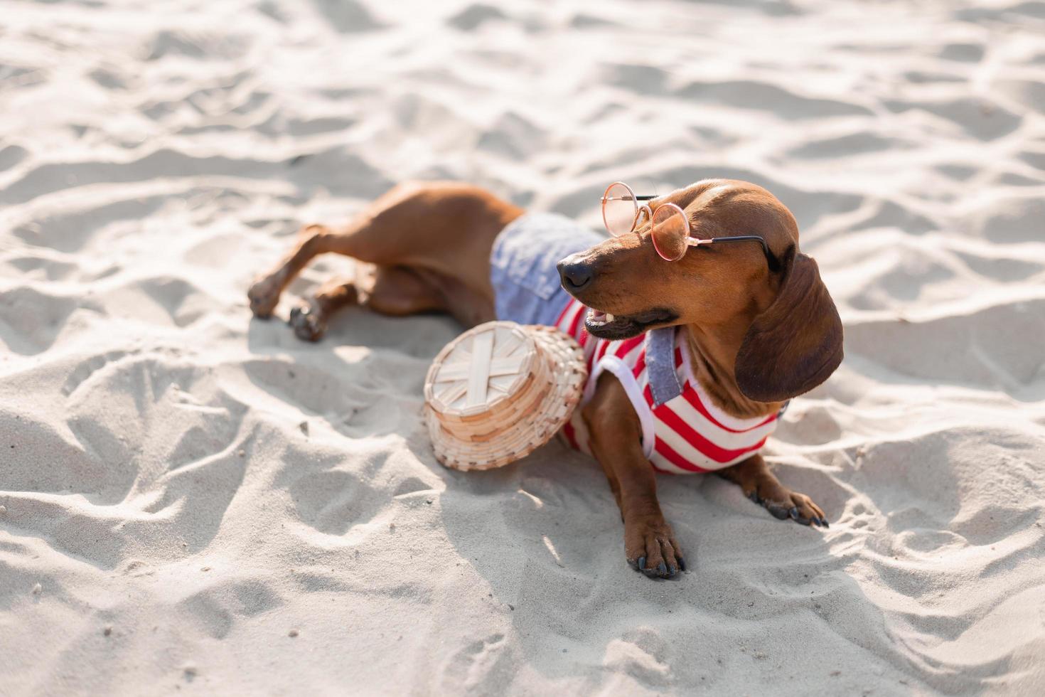 Dachshund enano en un mono de perro a rayas, gafas de sol y un sombrero de paja está tomando el sol en una playa de arena. perro viajero, blogger, blogger-viajero. al perro le gusta caminar al aire libre al aire libre. foto