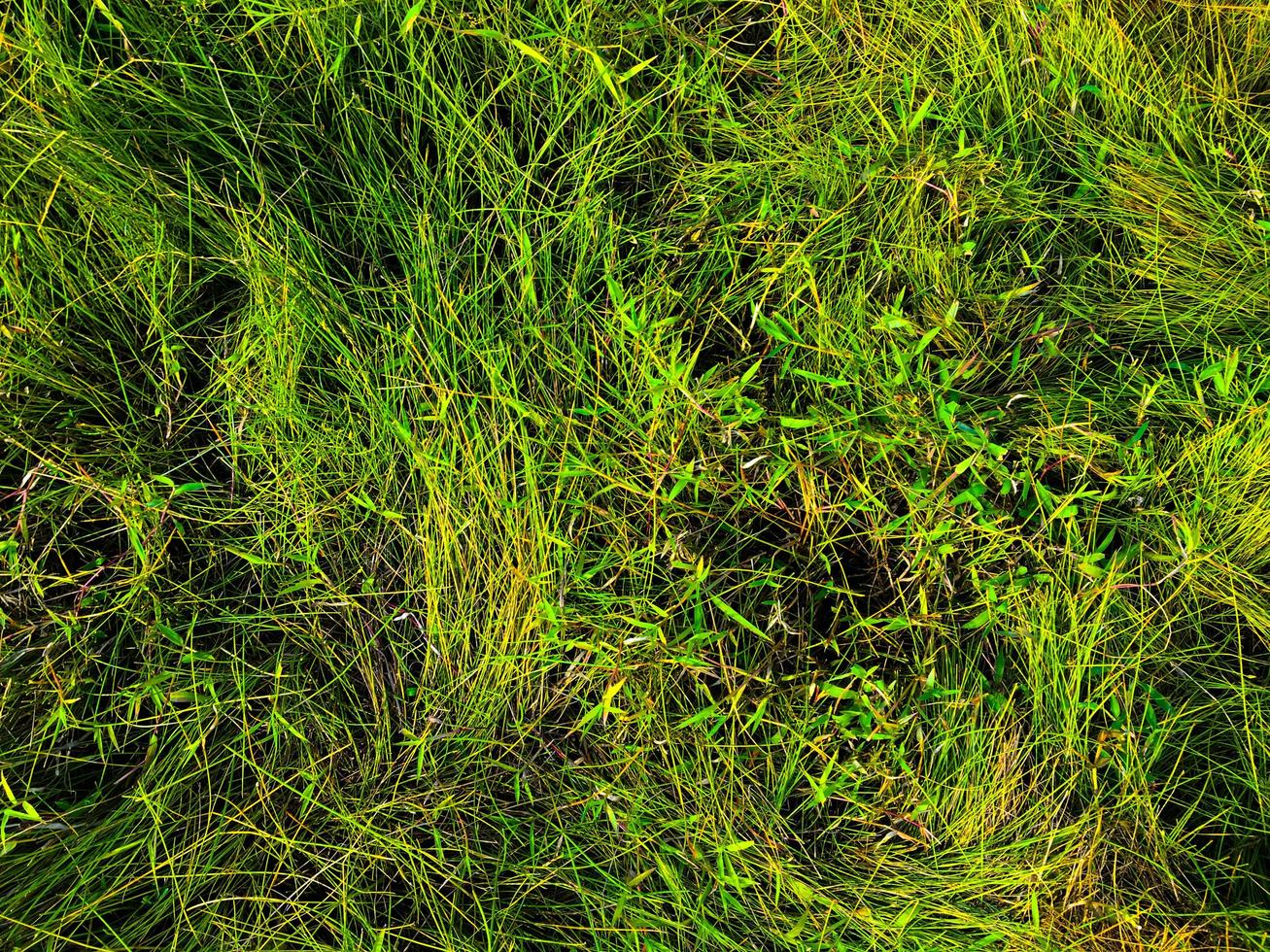 Green lawn texture background. top view. wallpaper for design photo