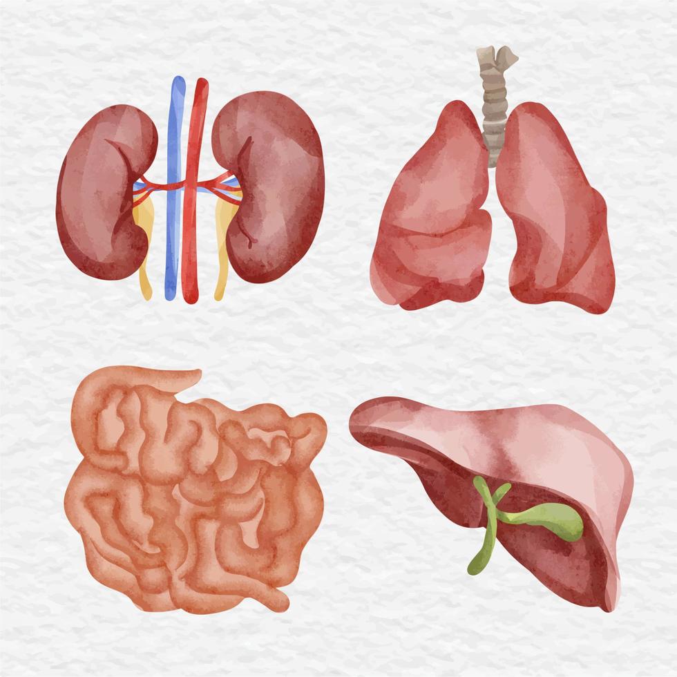watercolor human anatomy organ element clip art vector