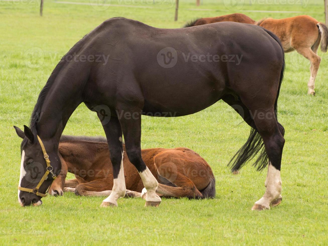 foales and horses in germany photo