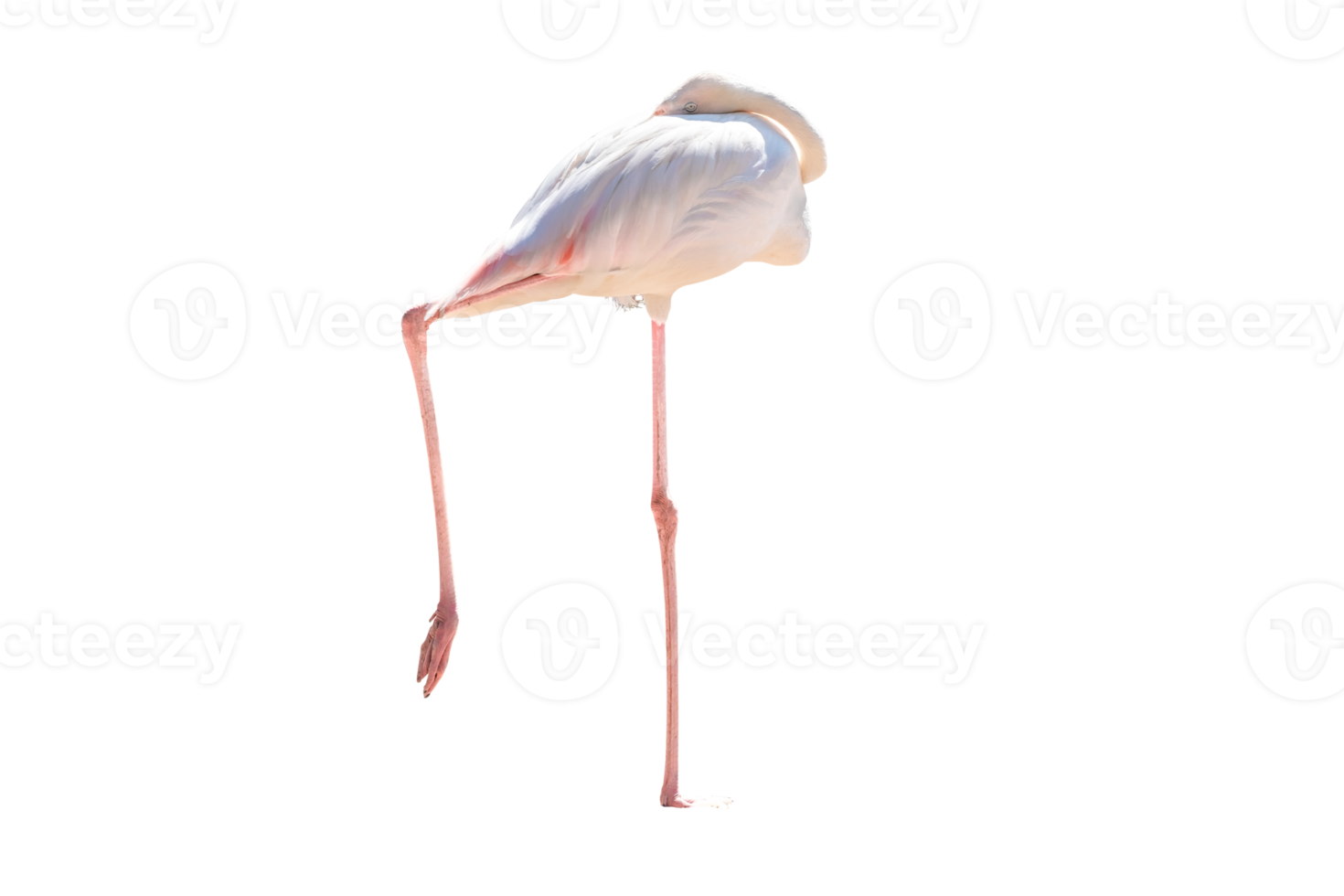 Full Body of White Flamingo Standing And Sleep ,Raise One Leg, Side View,PNG File png