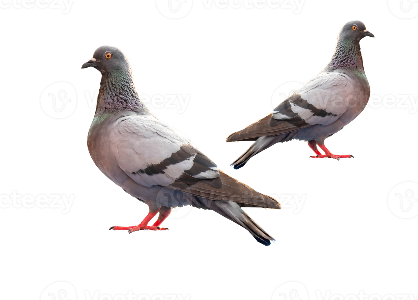 full body of standing pigeon bird isolate on transparent background, PNG file