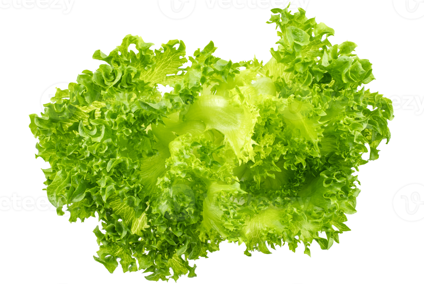 Fresh organic green lettuce isolated on transparent background, PNG file