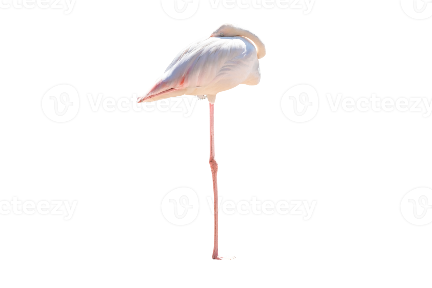 Full Body of White Flamingo Standing And Sleep ,Raise One Leg, Side View,PNG File png