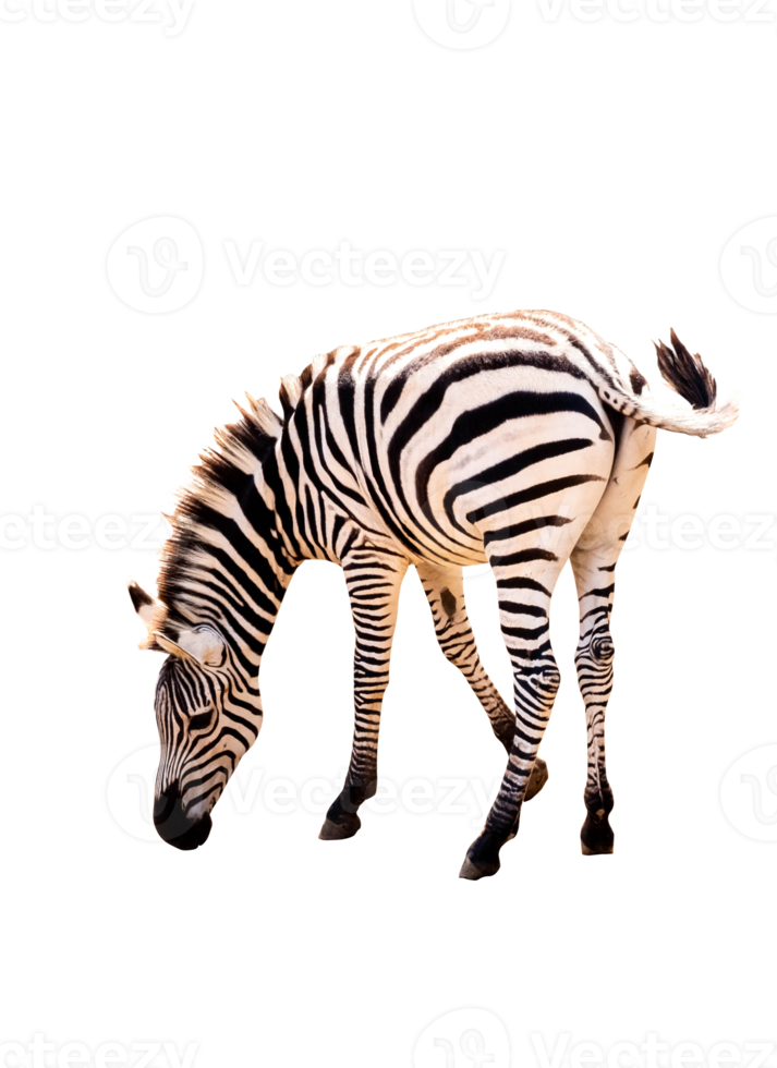 Full body standing of zebra isolated on transparent background ,PNG File png