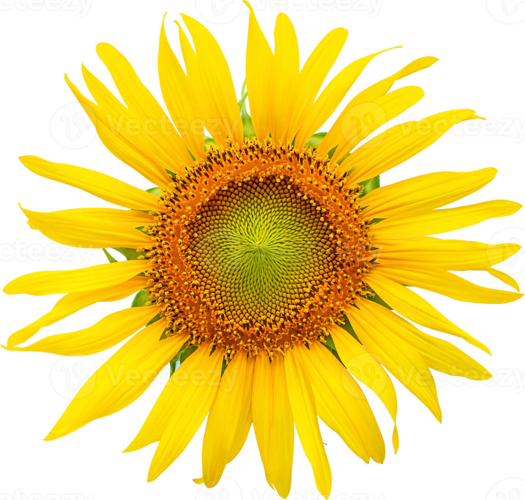 Flower of sunflower isolated on transparent background ,Png file png