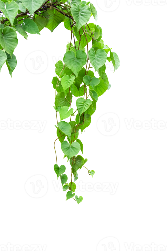 Twisted jungle vines liana plant Cowslip creeper vine Telosma cordata with heart shaped green leaves on transparent, png file