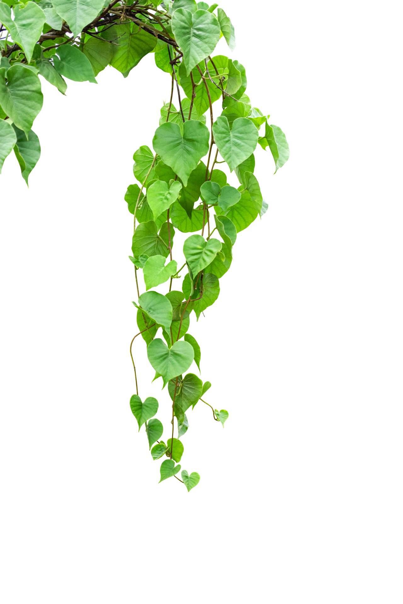 Twisted jungle vines liana plant Cowslip creeper vine Telosma cordata with  heart shaped green leaves on transparent, png file 19873970 PNG