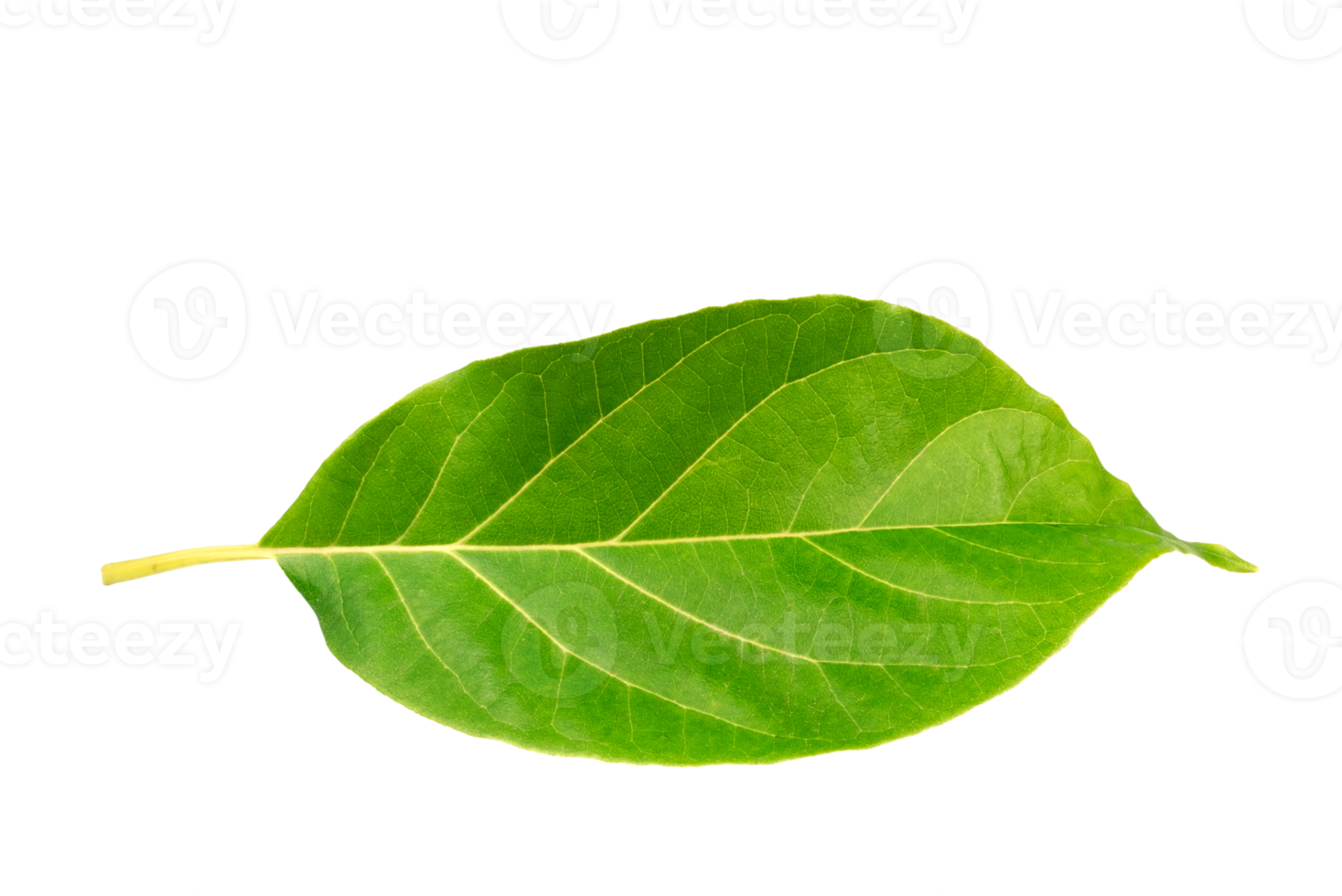 Fresh Avocado leaf on transparent background, PNG File