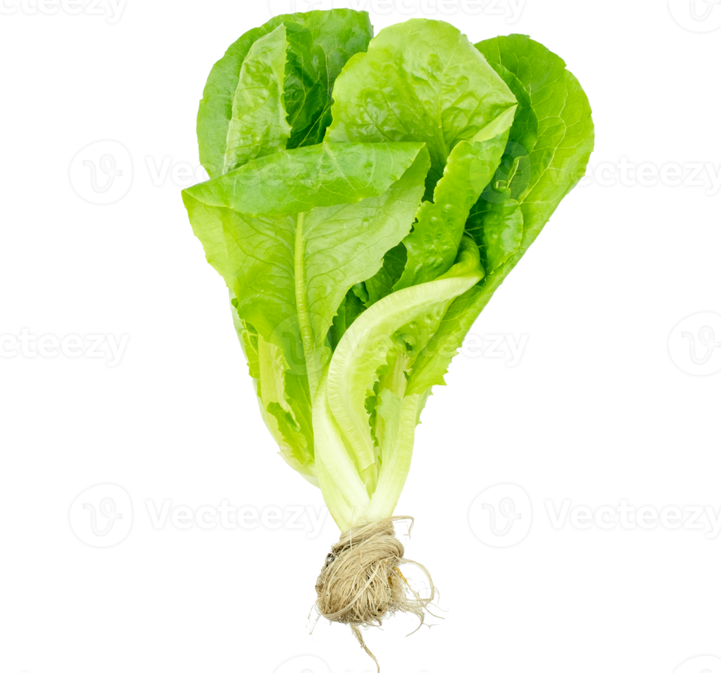 Fresh organic green lettuce isolated on transparent background, PNG file