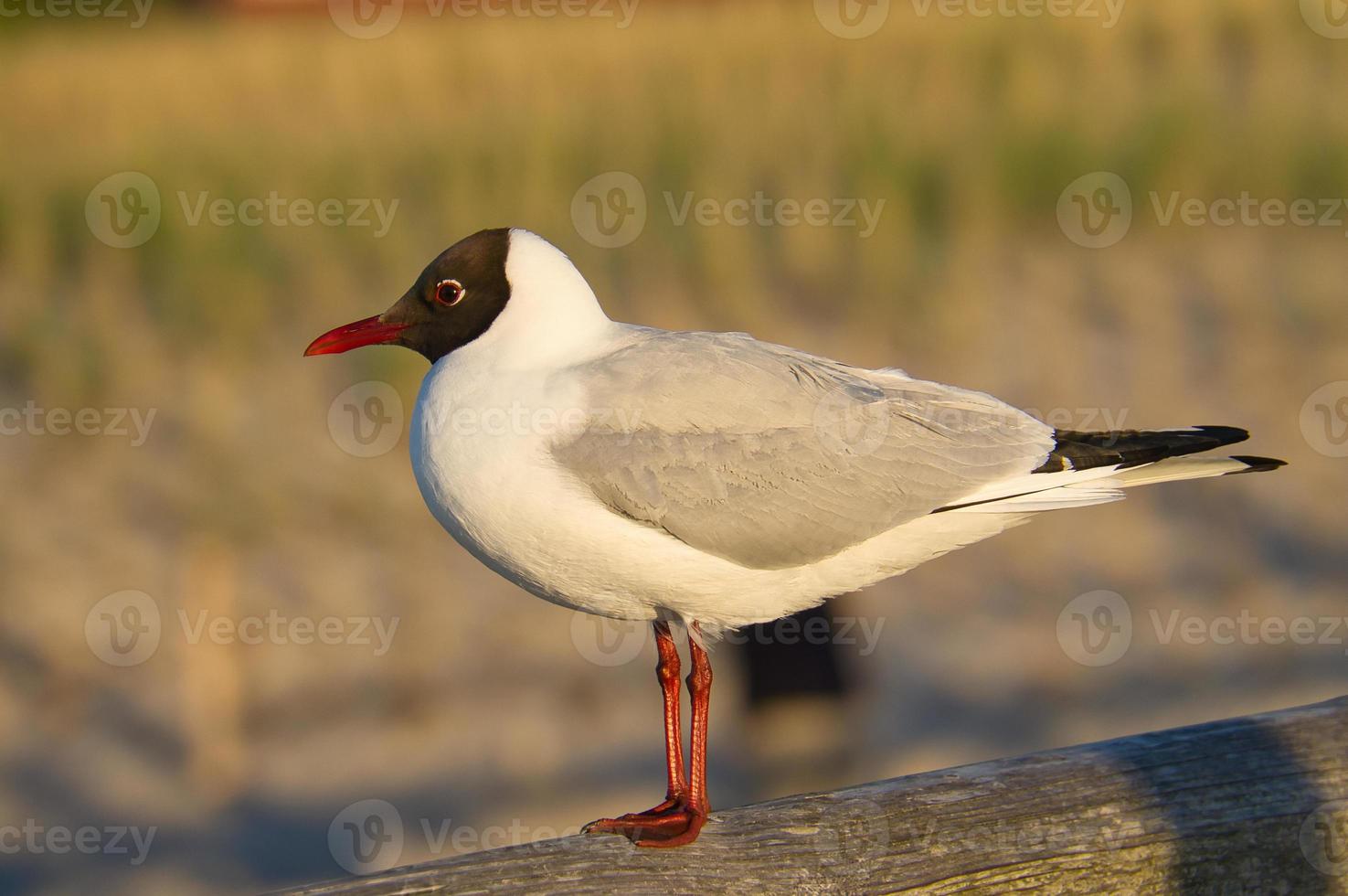 Laughing gull stands pier on the Baltic Sea by the sea. The bird looks the sunset photo