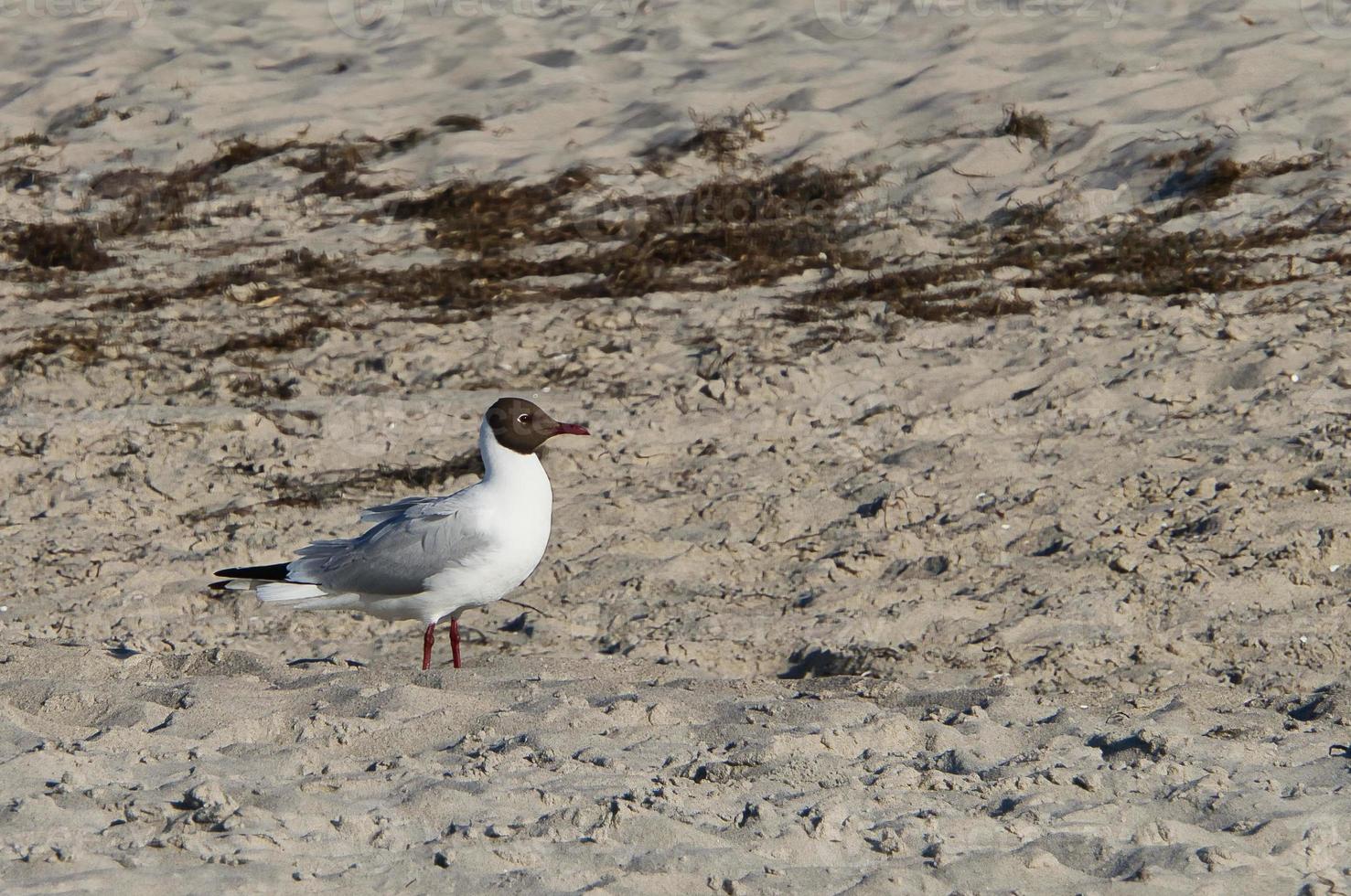 Gaviota en el playa en zingst. pájaro corriendo mediante el arena en el costa foto