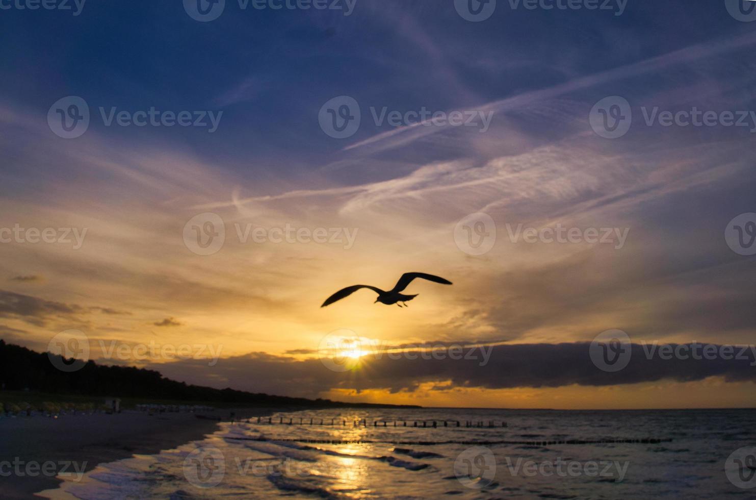 View over the beach to the Baltic Sea at sunset with seagulls in the sky. photo