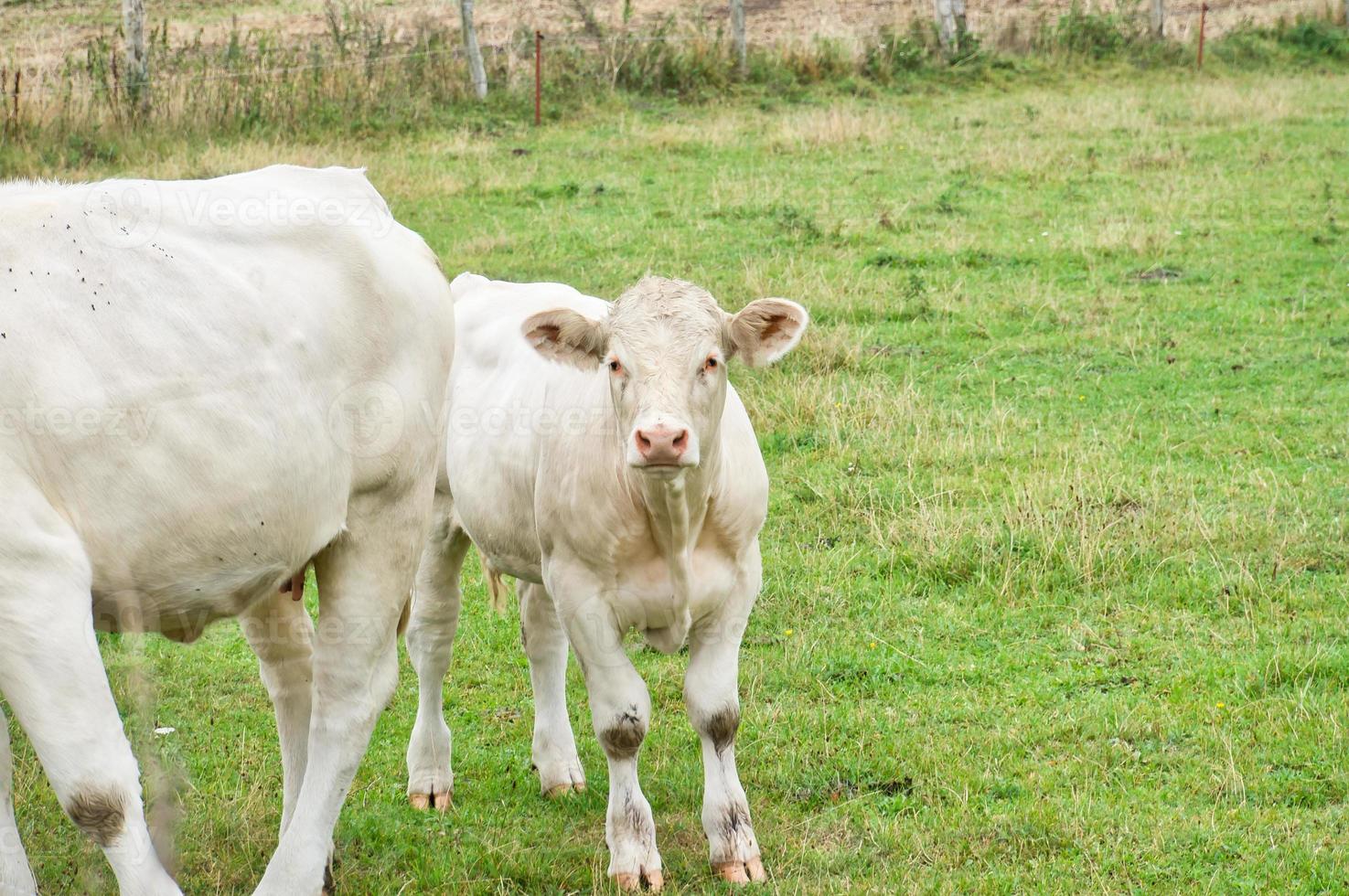 becerro de vaca blanca en el prado. animales de granja para la producción de carne. animal con pezuñas más fuerte foto