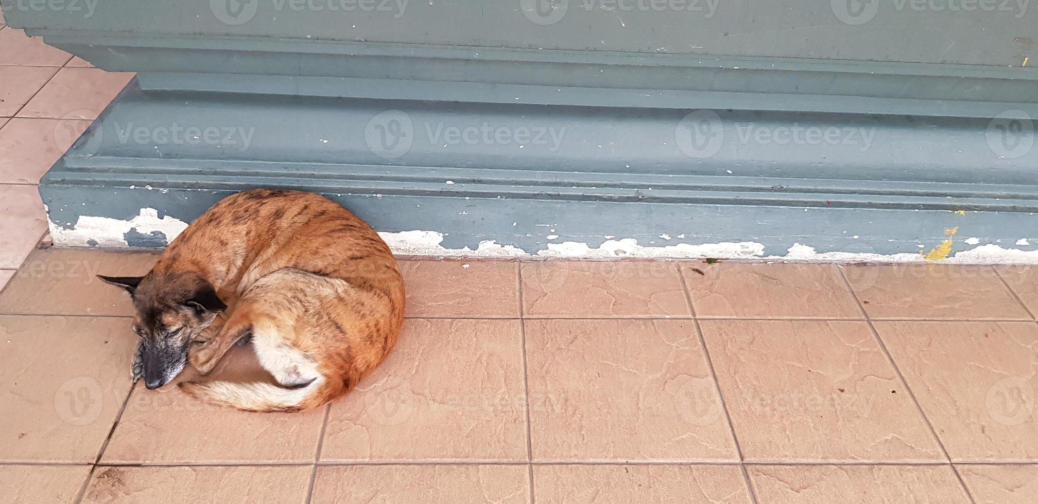 Brown dog sleeping and feeling cold on tile floor with left copy space. Animal, Wild life and Take a rest concept photo