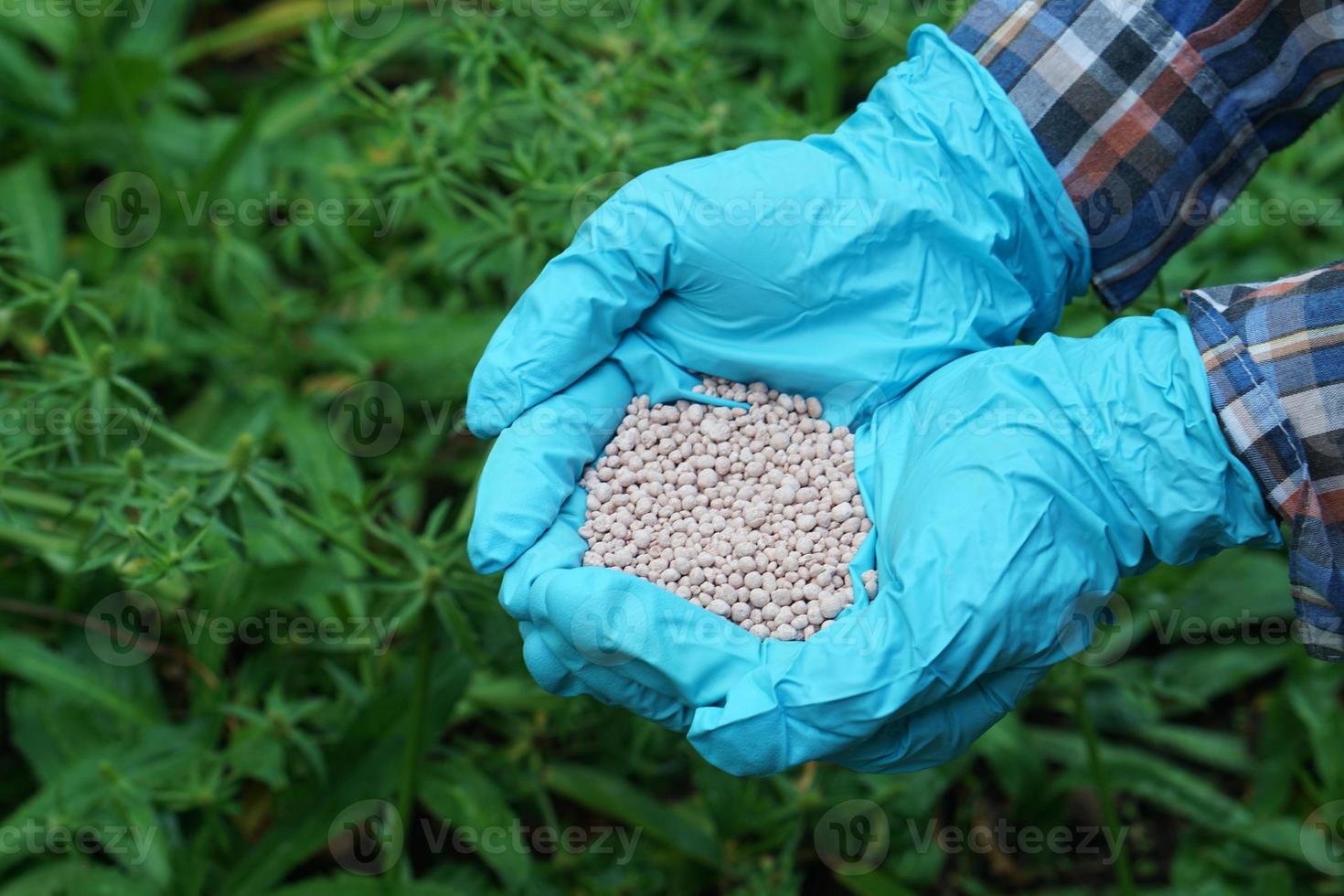 Closeup gardener hands holds chemical fertilizer in garden. Concept, inspect fertilizer quality to find the best for growing plants. Agriculture. photo