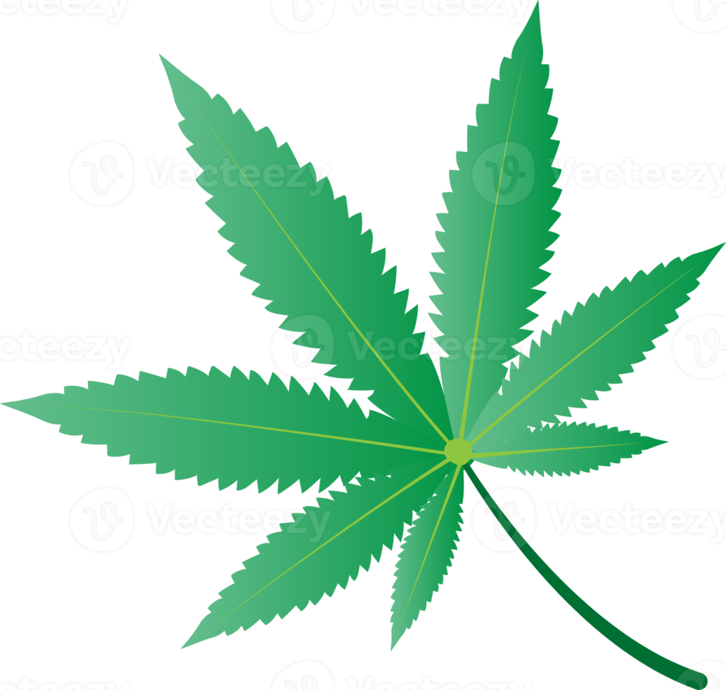Cannabis marijuana leaf in PNG transparent.