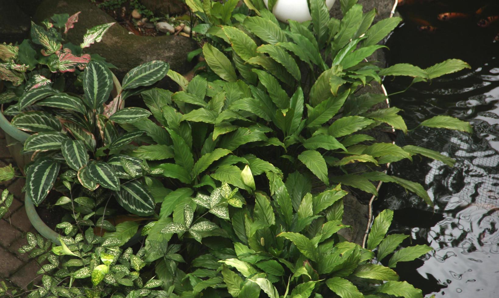 Natural green outdoor park leaves in home garden area beside water pond. Botanical tropical tree plants photo isolated on landscape template.