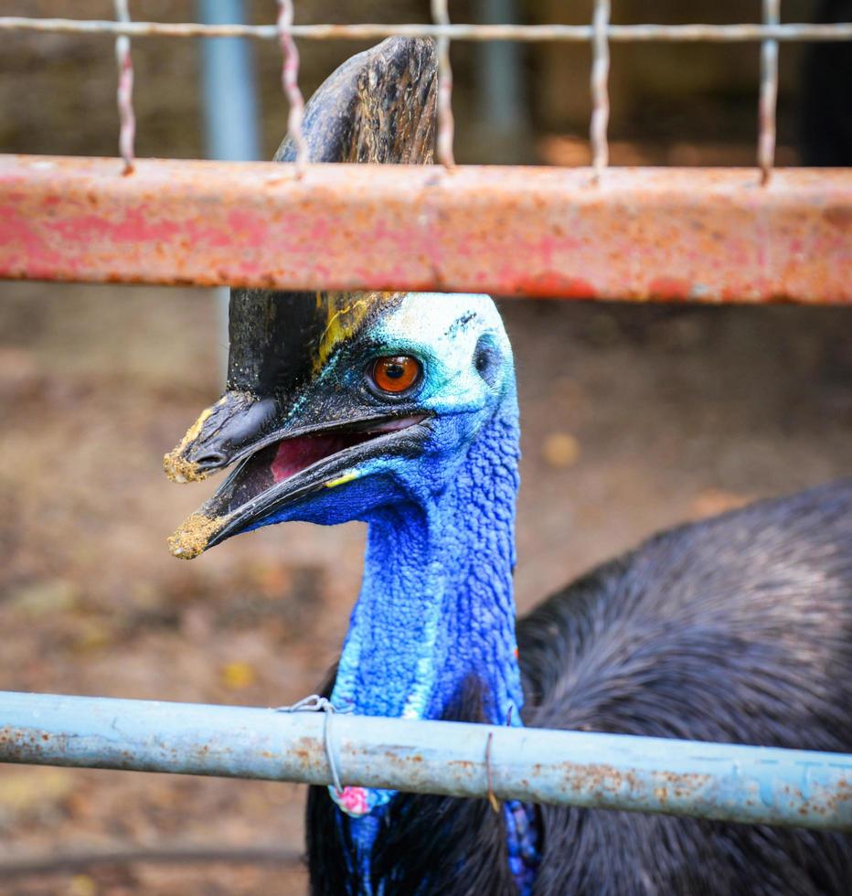 cassowary bird in cage in the national park Casuarius Casuariidae photo