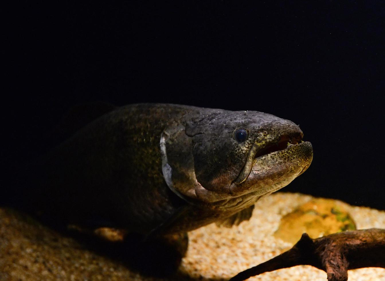 wolf fish swimming marine life underwater Hoplias malabaricus fish photo