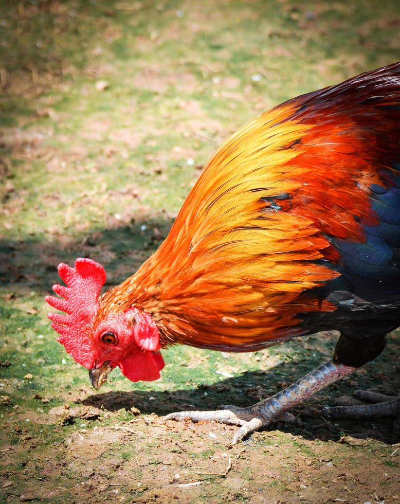 Rooster bantam chicken colorful red walking searches for food on grass floor in farm photo
