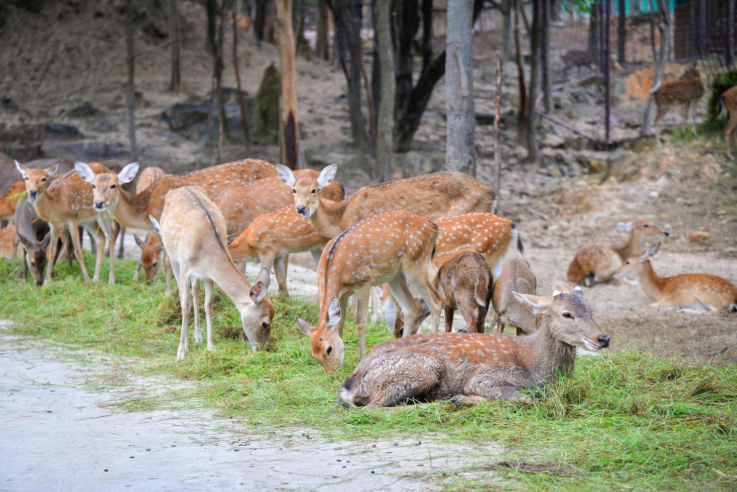 Chital Cheetal Spotted deer Axis deer graze in the national park photo