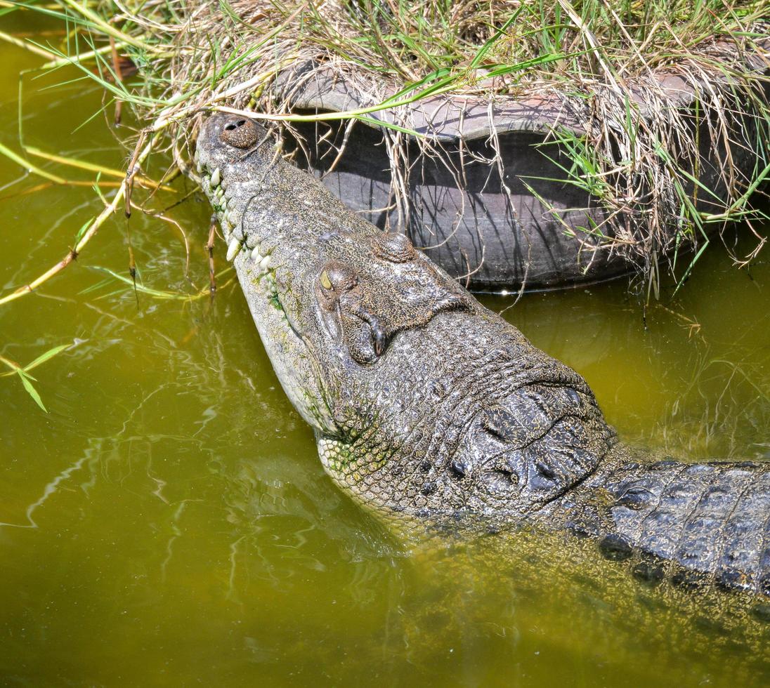 Crocodile floating on the water nature river animal wildlife reptile photo