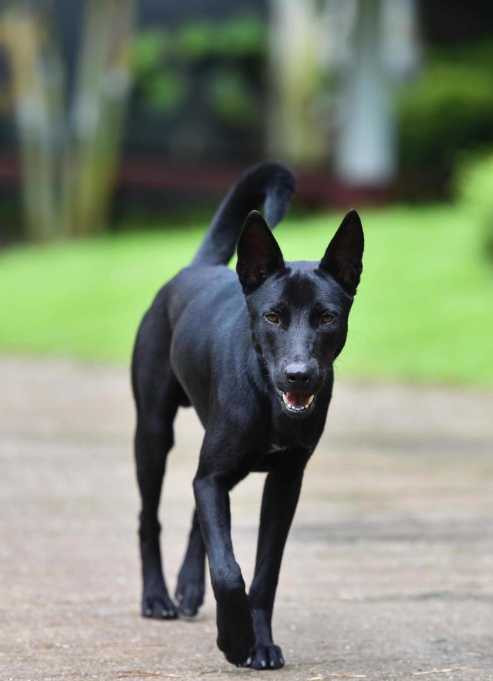 The black dog walking and open your mouth on walkway in the garden - Asia Dog Thai photo