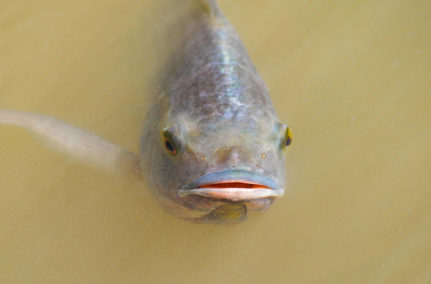 Tilapia fish swimming on surface in the water river live in natural for oxygen in summer day photo