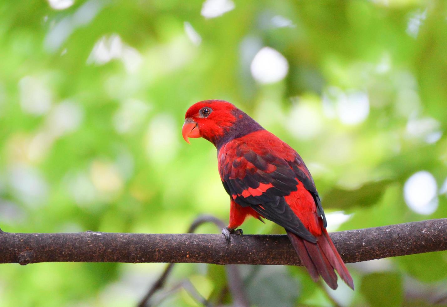 Red Lory parrot bird standing on branch tree nuture green background photo