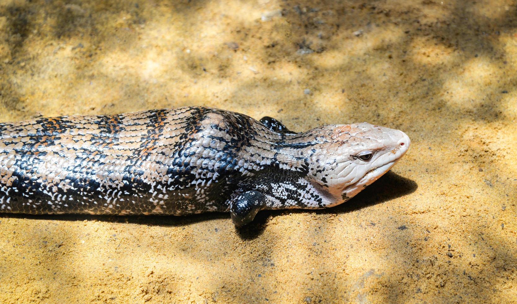 Blue tongued skink lying on the ground Tiliqua scincoides photo